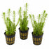 Limnophila Hippuridoides – Live Freshwater Aquarium Plant