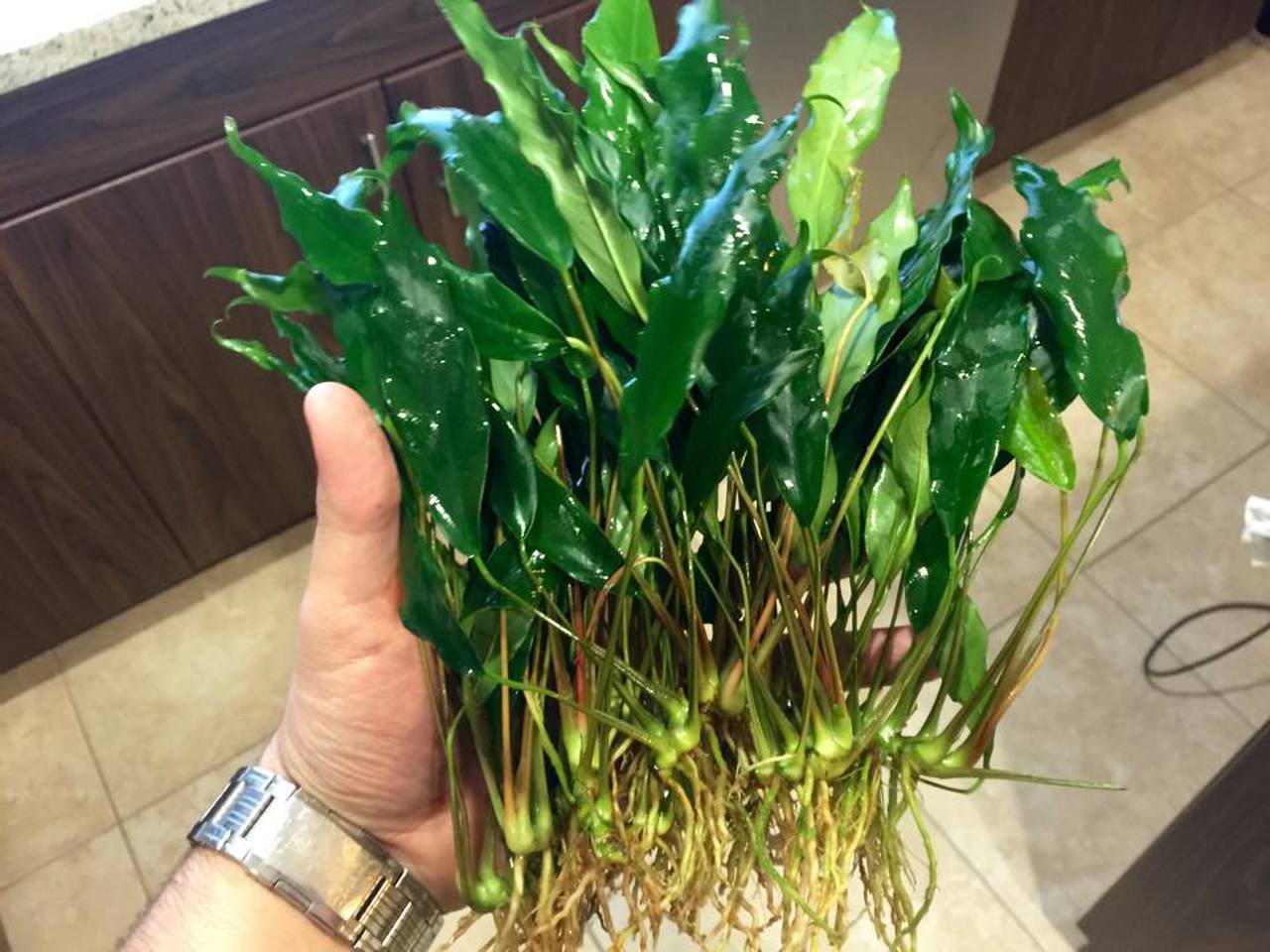Anubias Minima Bare Root - Image 32 of 40
