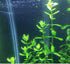 Aquarium Plant Bundle – Ludwigia, Bacopa & Cabomba (18 Stems)