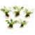 Anubias White Rose – Live Freshwater Aquarium Plant