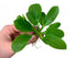 Echinodorus Rosette Sword – Live Aquarium Plant (Buy 2 Get 1 Free)