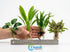 Live Aquarium Plants Essential Bundle