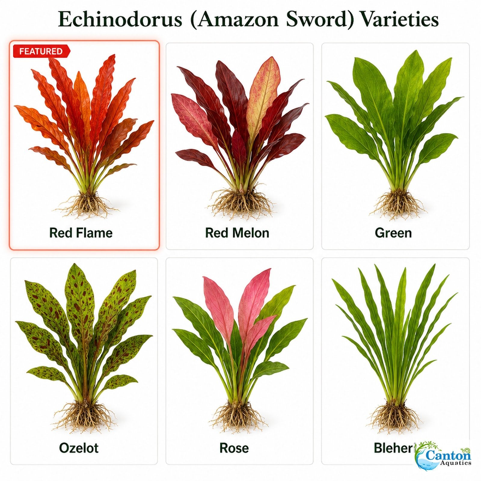 Amazon Sword Echinodorus Red Flame - Image 22 of 30