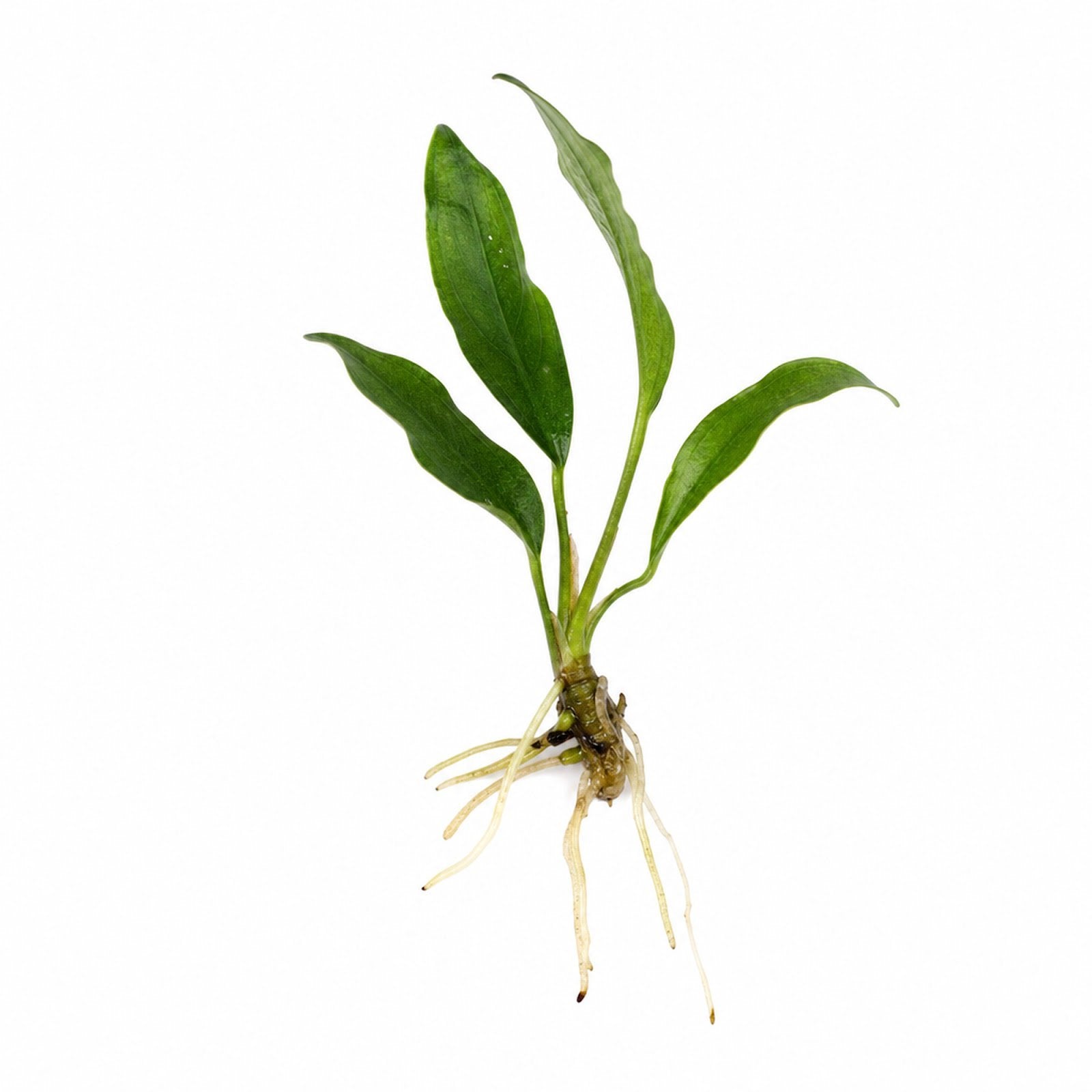 Anubias Frazeri - Image 3 of 30