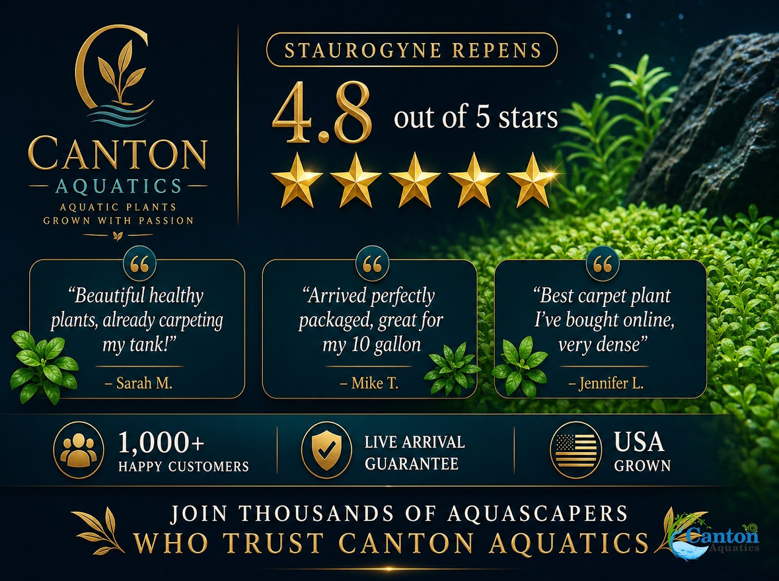 CANTON AQUATICS Staurogyne S Repens Plants - Long Lasting & Easy to Care - Promote High Water Quality and Fast - Growing Live Freshwater Carpet Plant for Aquascaping - 5X Clumps Plants