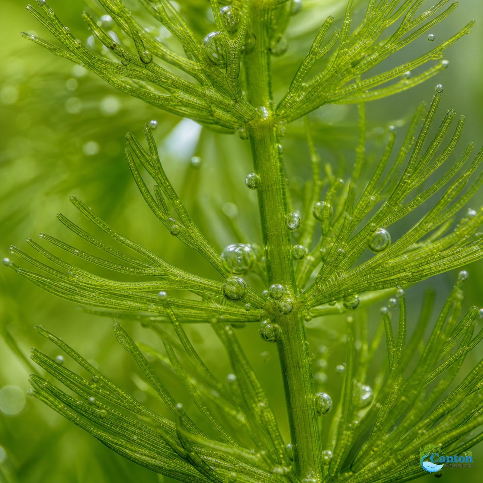 Hornwort Bunch