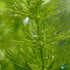 Hornwort Bunch