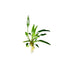 Cryptocoryne Crypt Lucens
