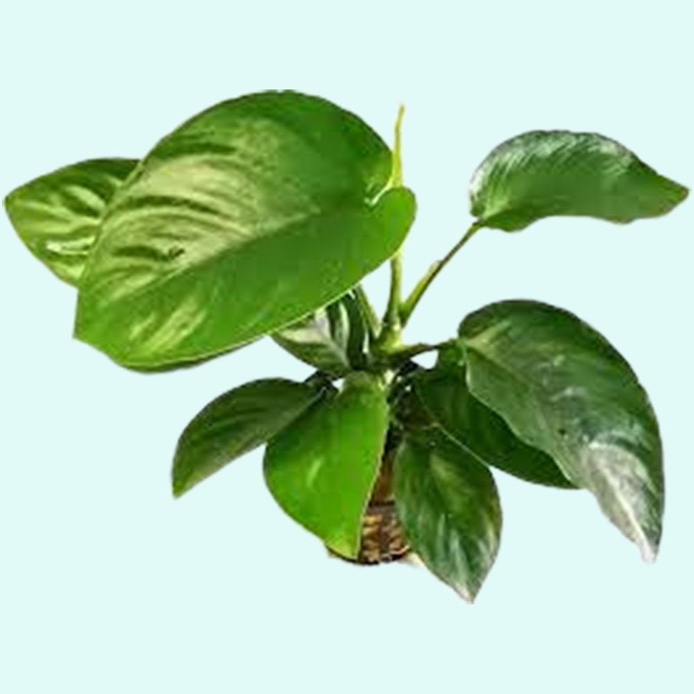 Anubias Barteri - Image 54 of 80