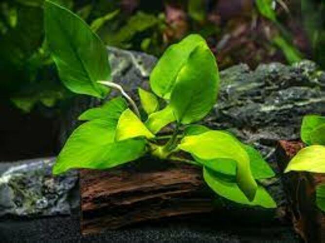 Anubias Barteri (Nana) Rooted on Driftwood - Image 7 of 10