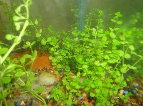Dwarf Baby Tears Micranthemum Umbrosom