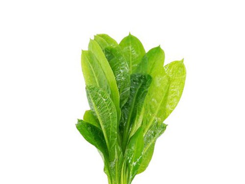 Echinodorus Rosette Sword – Live Aquarium Plant (Buy 2 Get 1 Free)