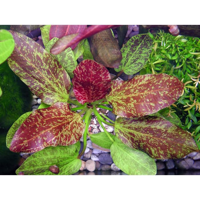 Red Flame Sword, Alternanthera Reineckii & Red Tiger Lotus Bundle – Live Freshwater Aquarium Plants