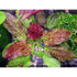 Red Flame Sword, Alternanthera Reineckii & Red Tiger Lotus Bundle – Live Freshwater Aquarium Plants