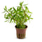 Ludwigia inclinata var. ‘Cuba’ – Live Freshwater Aquarium Plant