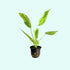 Marble Queen Sword (Echinodorus cordifolius) – Live Aquarium Plant