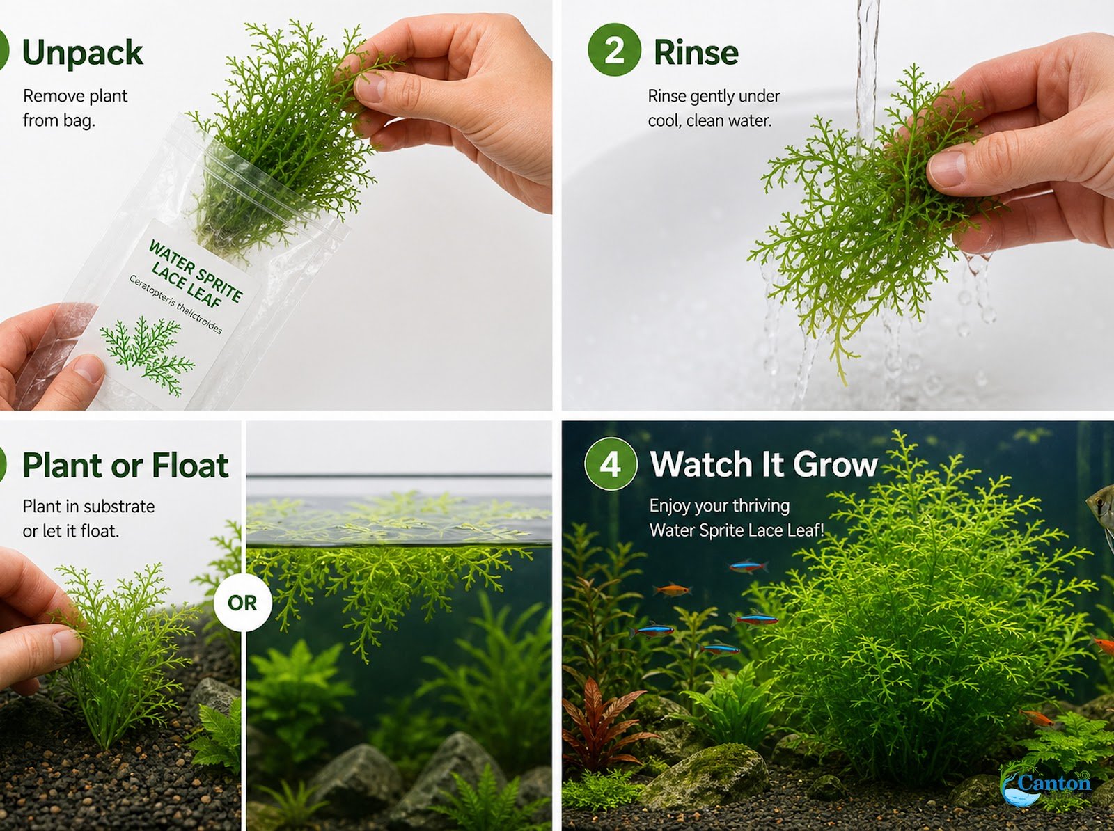 Canton Aquatics Live Aquarium Plants - Water Sprite Aquarium Plant, Ceratopteris Thalictroides - Perfect Live Aquatic Plants for Fish Tanks and Aquariums