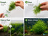 Canton Aquatics Live Aquarium Plants - Water Sprite Aquarium Plant, Ceratopteris Thalictroides - Perfect Live Aquatic Plants for Fish Tanks and Aquariums