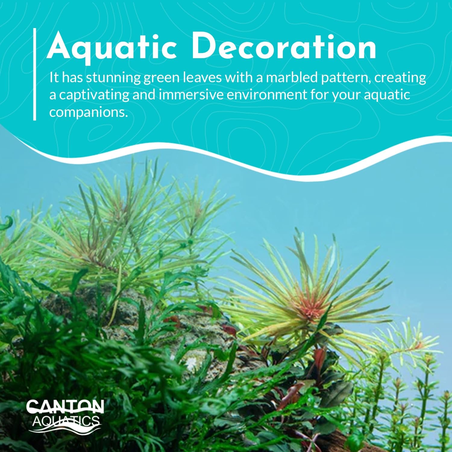 Ludwigia inclinata var. ‘Cuba’ – Live Freshwater Aquarium Plant