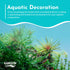 Ludwigia inclinata var. ‘Cuba’ – Live Freshwater Aquarium Plant