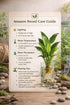 Showpiece Plant Duo – Large Amazon Sword & Anubias | Live Aquarium Plants, Easy, Lush, Freshwater