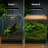 Live Shrimp Tank Plant Bundle | Aquarium Plants for Shrimp Neocaridina Cherry Shrimp