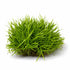 Micro Sword NarrowLeaf (Lilaeopsis Zelandiae)