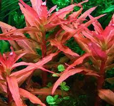 Ammania senegalensis – Live Freshwater Aquarium Plant - Image 7 of 43