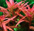 Ammania senegalensis – Live Freshwater Aquarium Plant - Image 7 of 43