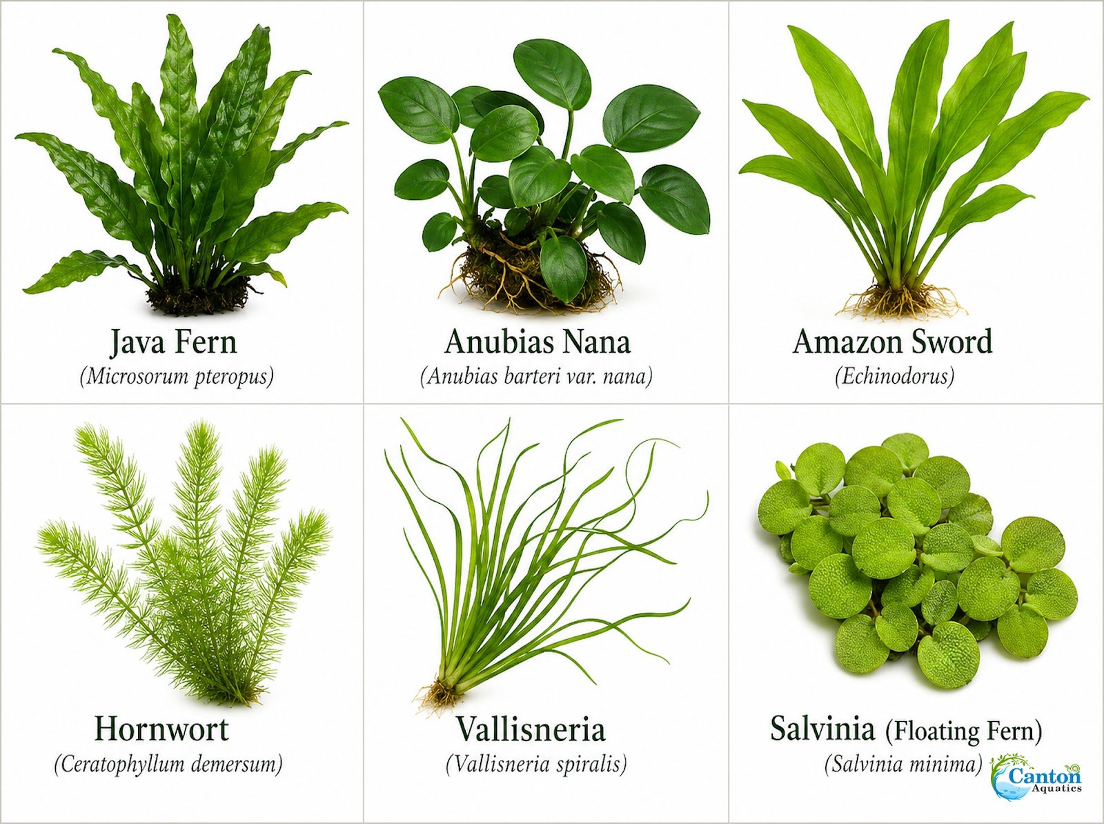 Beginner Live Aquarium Plants Bundle 3 to 75 Assorted Easy Plants for Fish Tanks