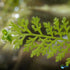 Canton Aquatics Live Aquarium Plants - Water Sprite Aquarium Plant, Ceratopteris Thalictroides - Perfect Live Aquatic Plants for Fish Tanks and Aquariums