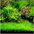 Dwarf Hairgrass Eleocharis