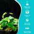 Anubias Congensis – Live Freshwater Aquarium Plant - Image 4 of 6