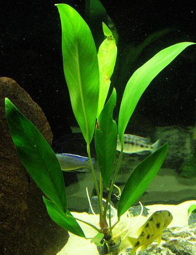 Anubias Heterophylla Lanceolata Bare Root
