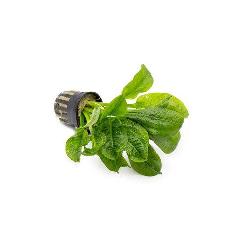 Echinodorus Rosette Sword – Live Aquarium Plant (Buy 2 Get 1 Free)