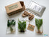 Cichlid-Friendly Live Plant Pack – Large Hardy Aquarium Plants (3 Pack)