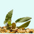 Cryptocoryne Wendtii Brown