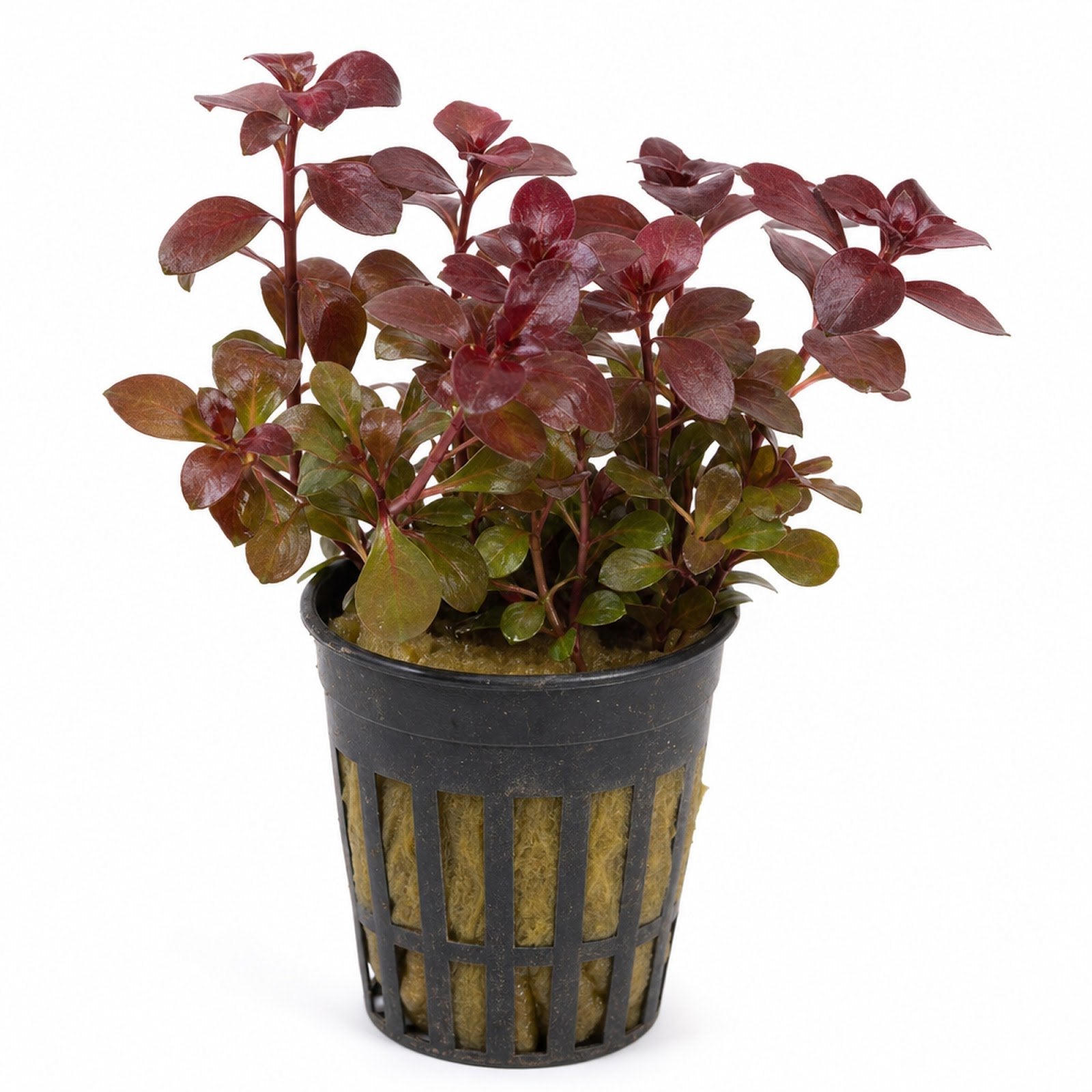 Ludwigia Repens Super Red Mini – Live Freshwater Aquarium Plant