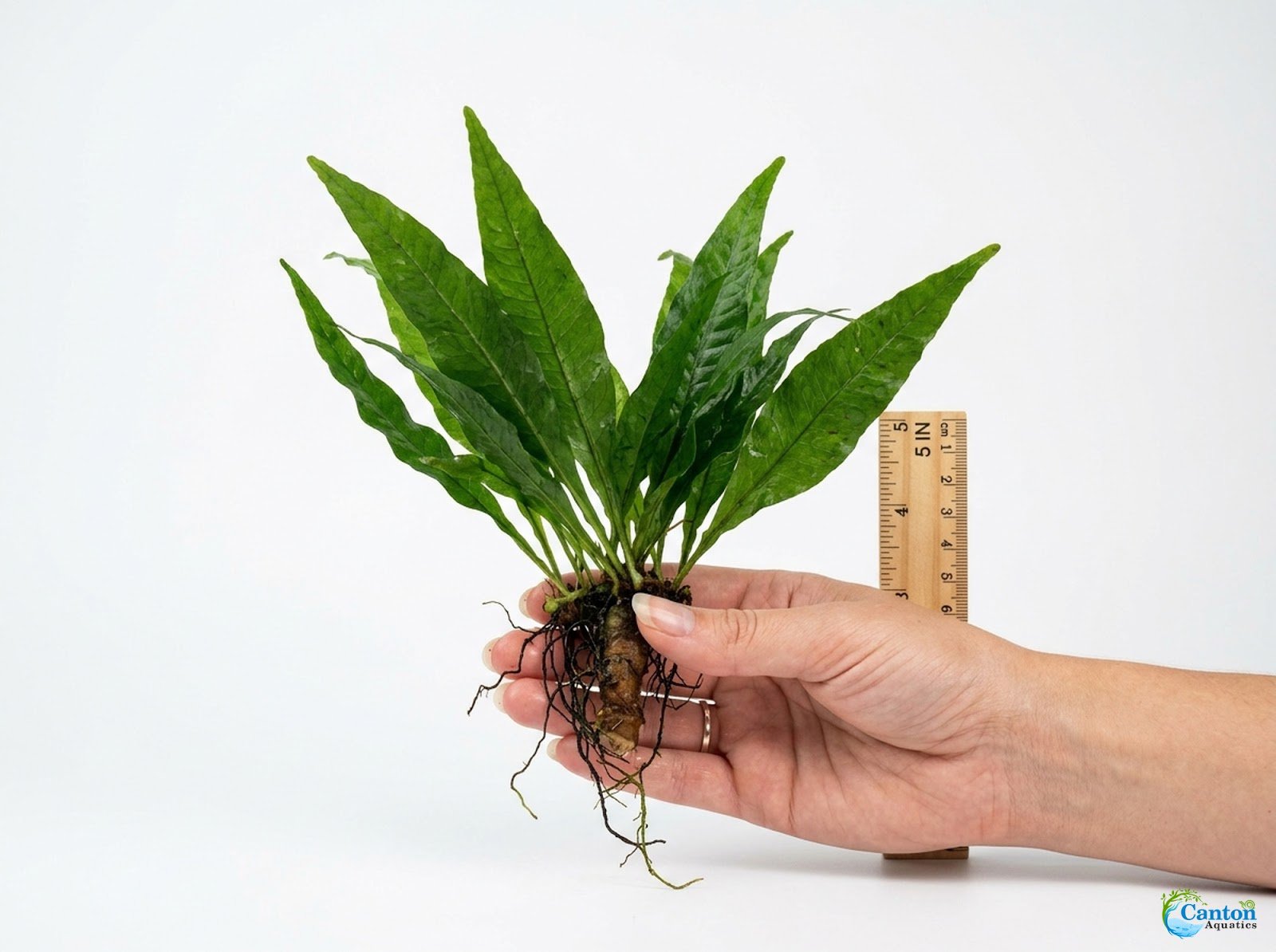 Java Fern (Microsorum pteropus) – Easy Live Freshwater Aquarium Plant