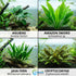 Live Aquarium Plants Essential Bundle