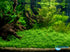 CANTON AQUATICS Staurogyne S Repens Plants - Long Lasting & Easy to Care - Promote High Water Quality and Fast - Growing Live Freshwater Carpet Plant for Aquascaping - 5X Clumps Plants