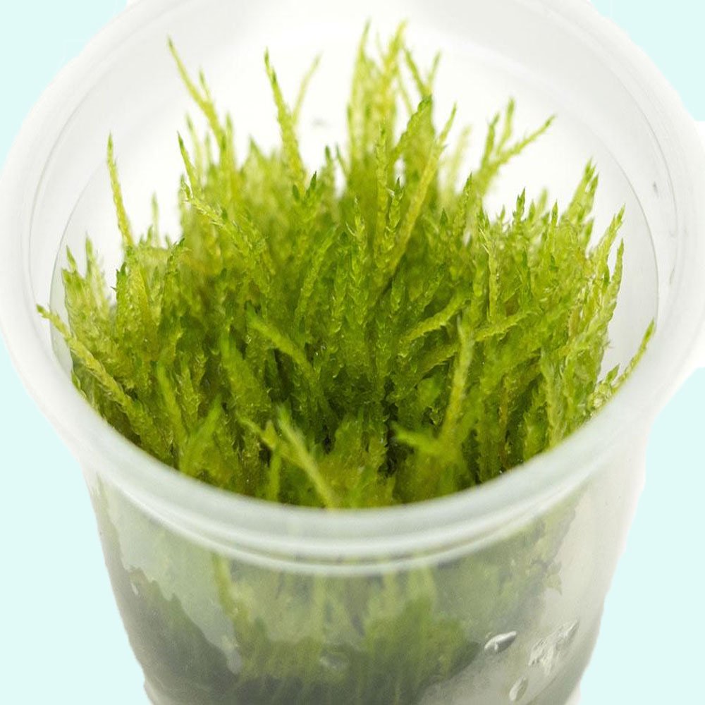 Weeping Moss (Vesicularia ferriei) – Live Freshwater Aquarium Plant