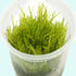 Weeping Moss (Vesicularia ferriei) – Live Freshwater Aquarium Plant