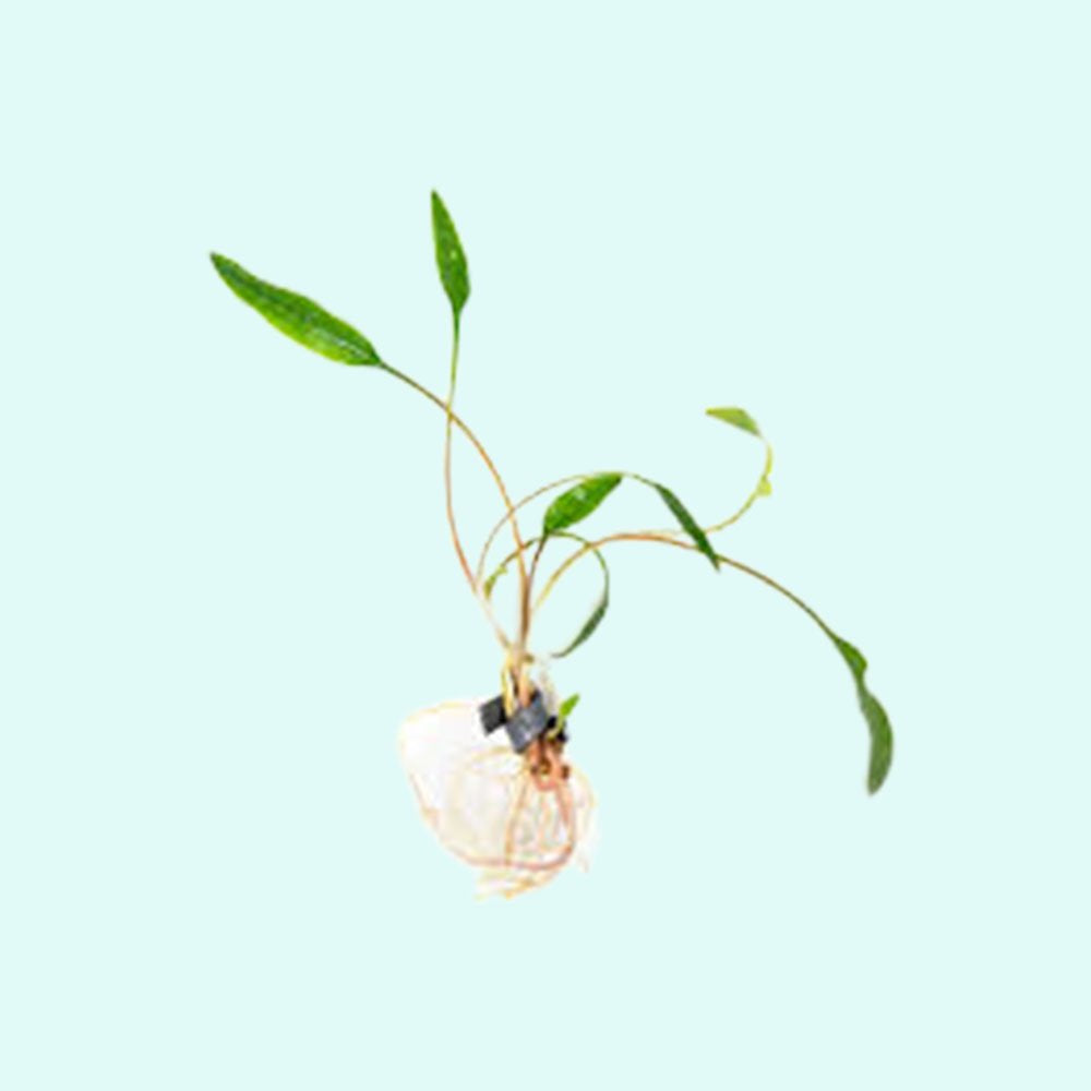 Cryptocoryne Lutea