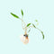Cryptocoryne Lutea