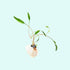 Cryptocoryne Lutea