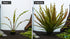 Vesuvius Sword Echinodorus Vesuvius