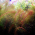 Myriophyllum Heterophyllum Myrio Red