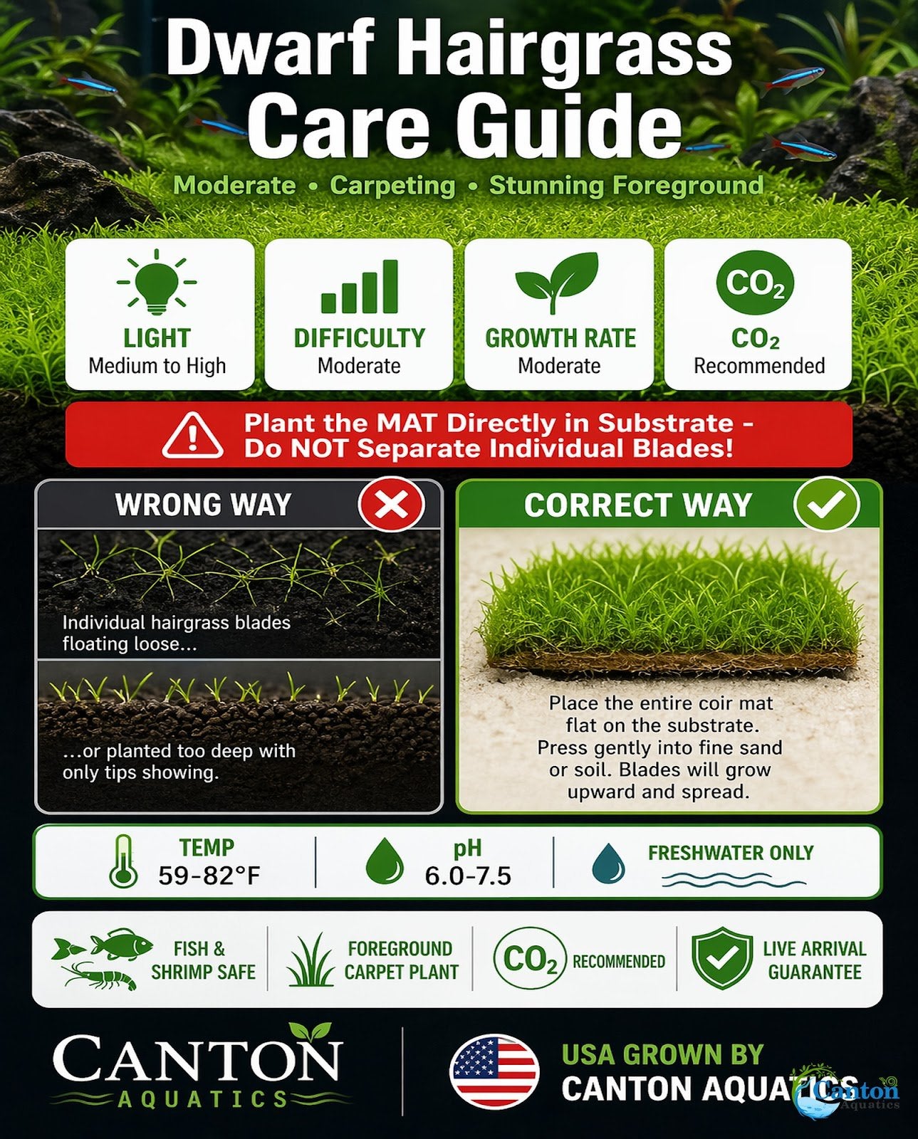 Dwarf Hairgrass Eleocharis Mat