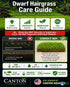 Dwarf Hairgrass Eleocharis Mat